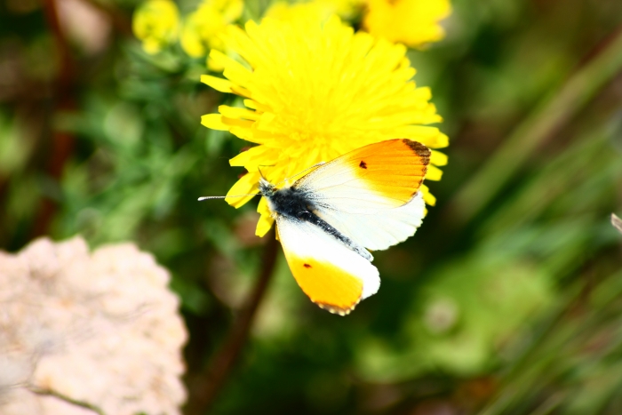 Ninfalidi,pieridi,papilionidi da ID-confermare